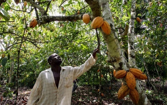 Désormais, une journée pour célébrer le cacao en Côte d’Ivoire
